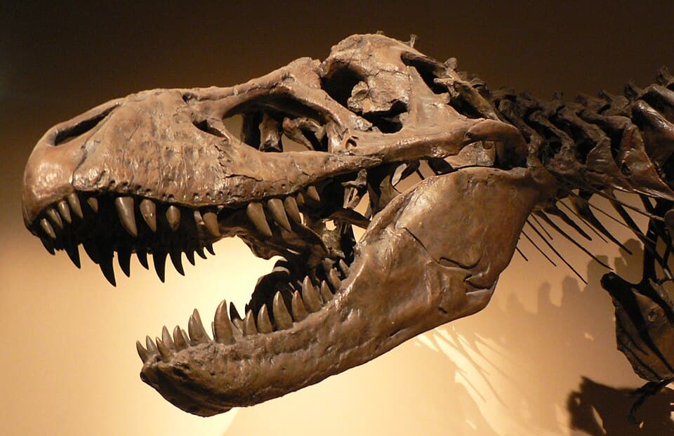 A photo of Tyrannosaurus Rex (Tyrannosaurus rex)