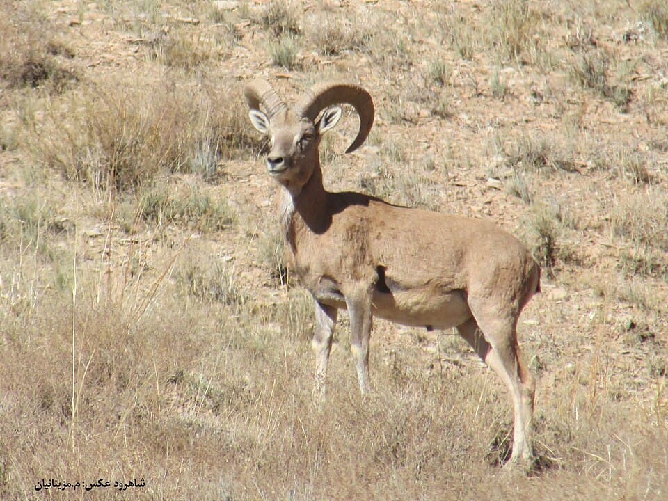 Ovis vignei 199124807.jpg