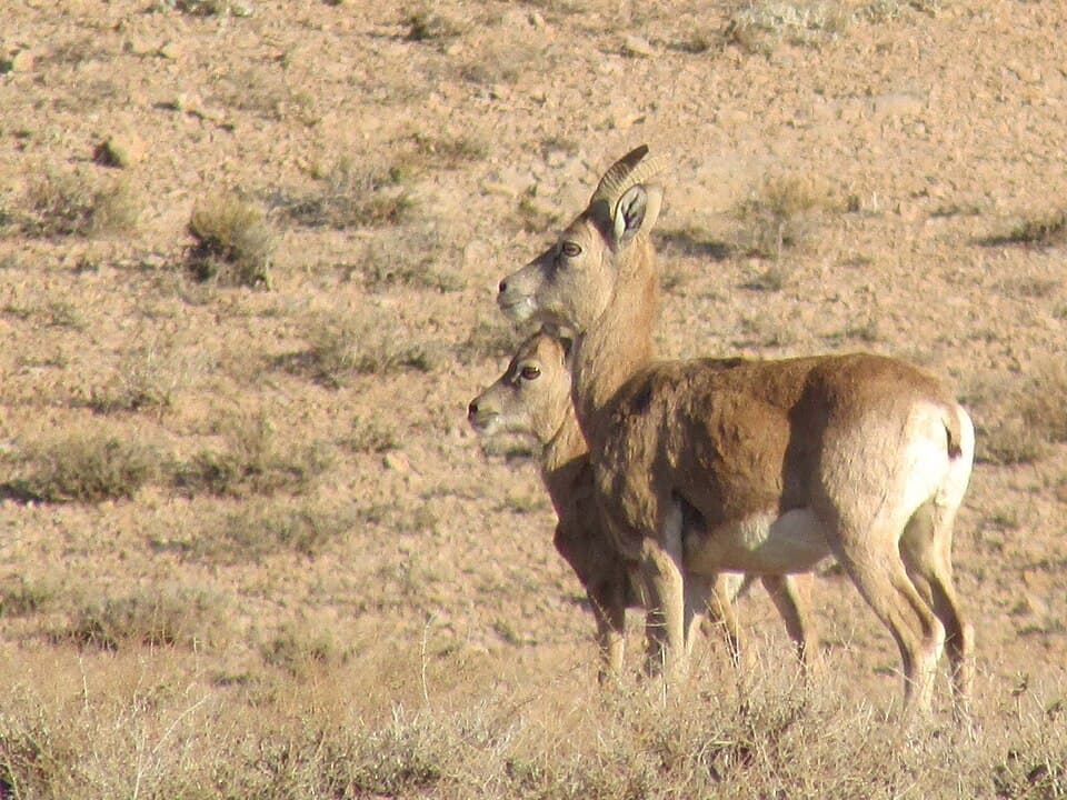Ovis vignei 199124875.jpg