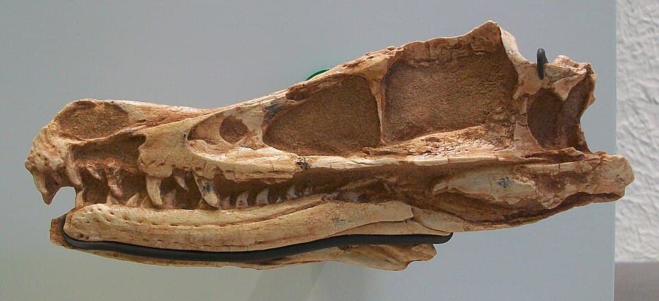 A photo of Velociraptor (Velociraptor mongoliensis)