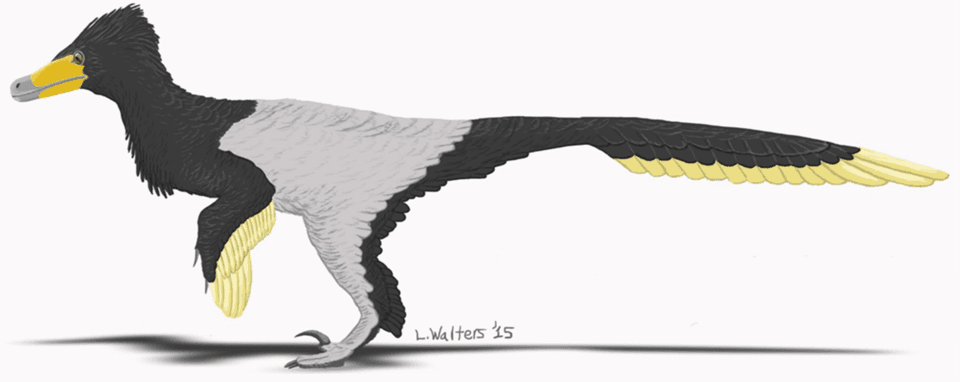 Velociraptor mongoliensis (Leandra Walters, 2015).PNG