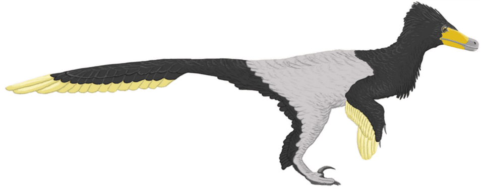 Velociraptor mongoliensis (Leandra Walters, 2015, flipped).PNG