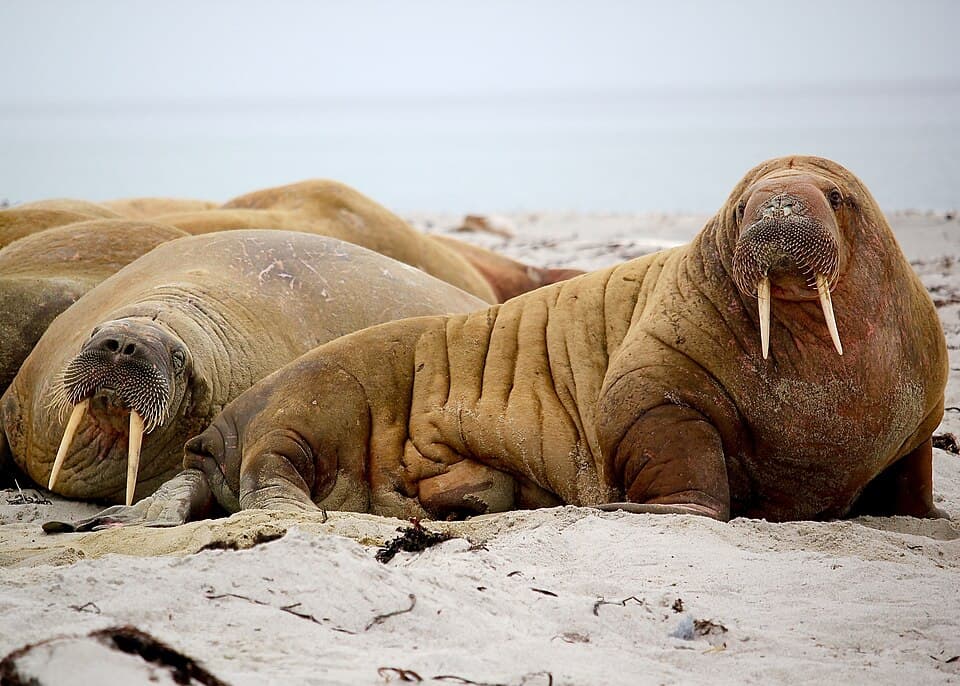 A photo of Walrus (Odobenus rosmarus)