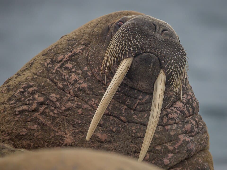 Walrus (Odobenus rosmarus) on Svalbard.jpg