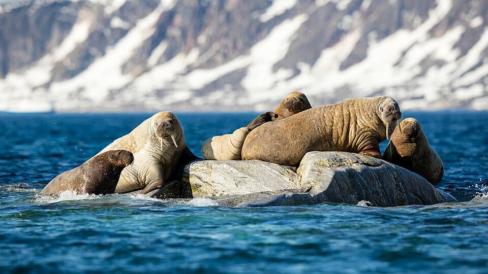 NOR-2016-Svalbard-Sjuøyane-Phippsøya-Atlantic Walrus (Odobenus rosmarus rosmarus) 03.jpg