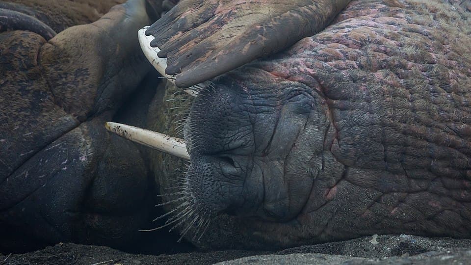 Walrus (Odobenus rosmarus) resting in a crowd on Wahlbergøya, Svalbard (2).jpg