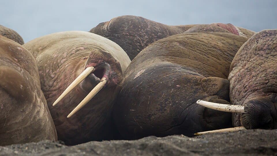 Walrus (Odobenus rosmarus) resting in a crowd on Wahlbergøya, Svalbard (4).jpg