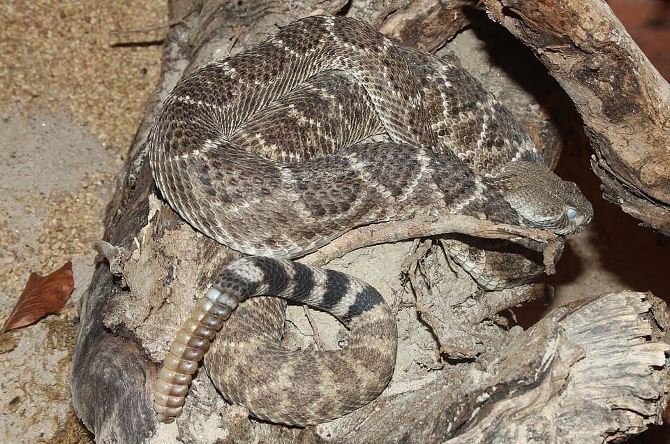 A photo of Western Diamondback Rattlesnake (Crotalus atrox)