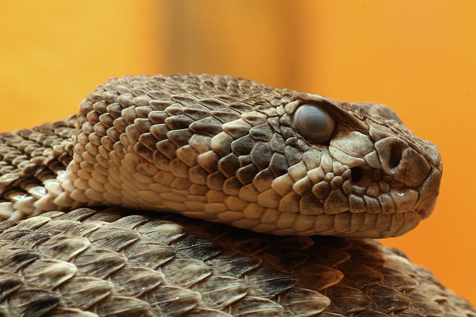 Crotalus atrox diamantklapperschlange kopf.jpg