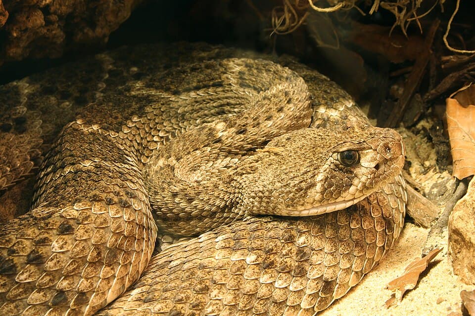 (Westliche Diamantklapperschlange) Crotalus atrox.jpg