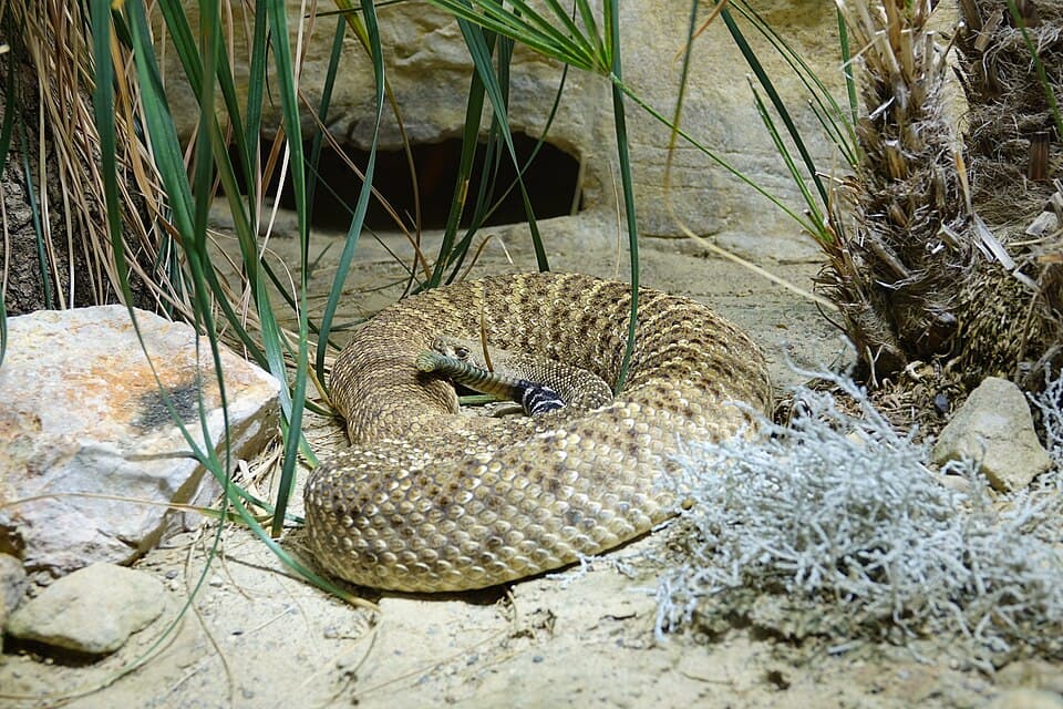 Crotale diamantin de l'Ouest (Crotalus atrox).jpg