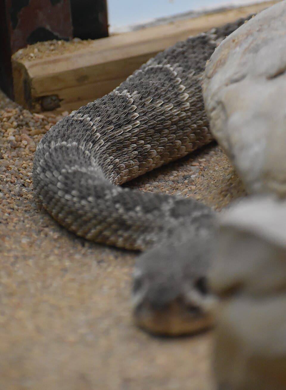 Reptiland - Crotalus atrox 06.jpg