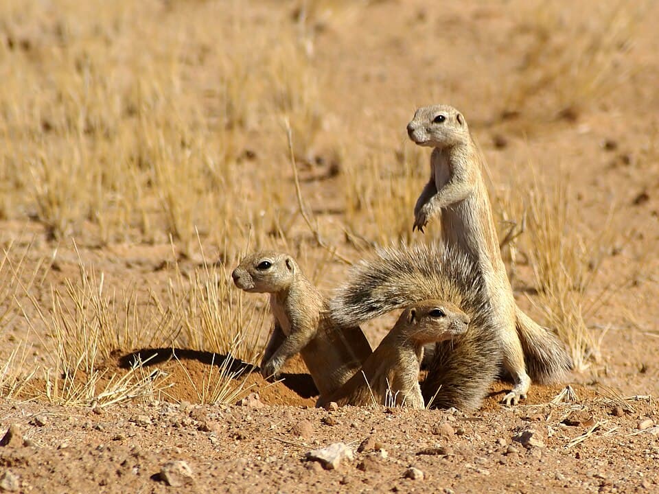 A photo of Xerus (African Ground Squirrel) (Xerus inauris)