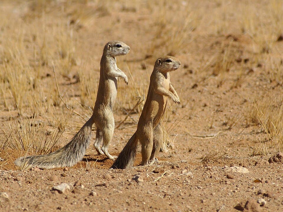 Xerus inauris.jpg