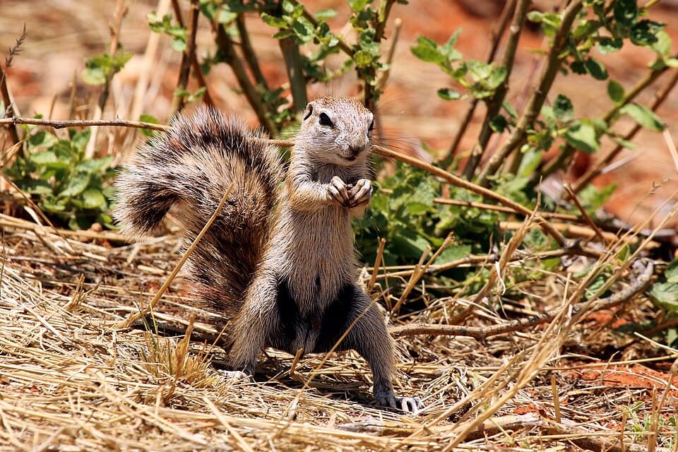 Cape ground squirrel (Xerus inauris) male 1.jpg