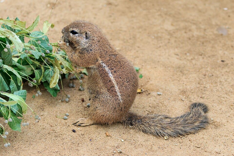 Prague 07-2016 Zoo img01 Xerus inauris.jpg