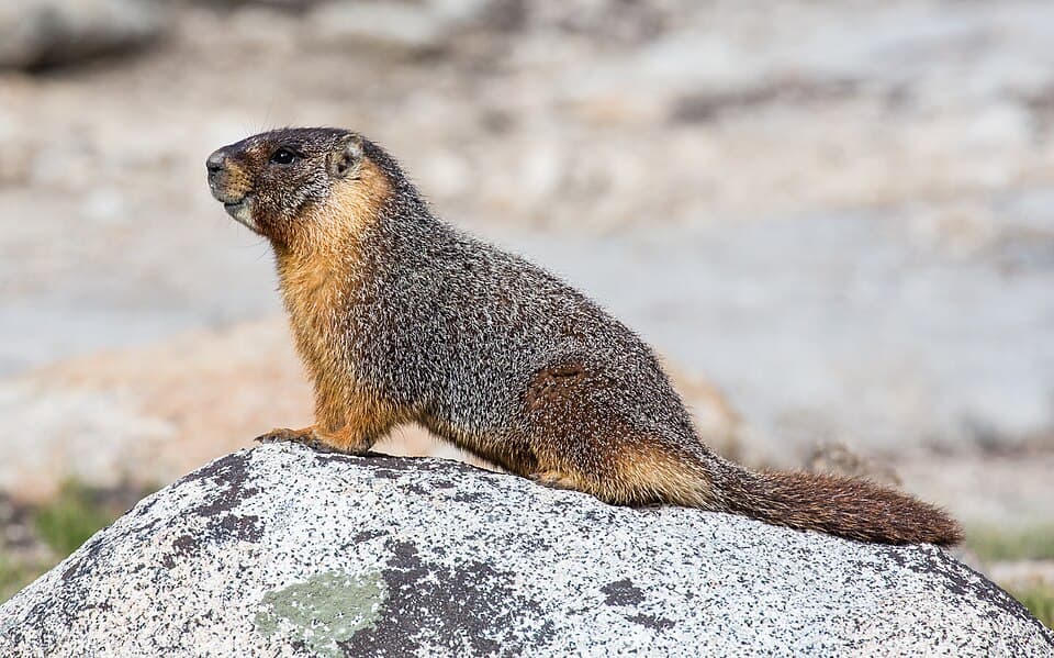 A photo of Yellow-bellied Marmot (Marmota flaviventris)