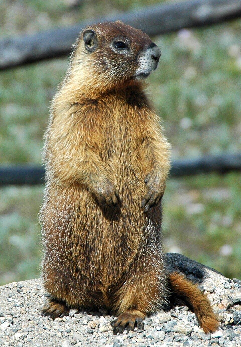 Marmota flaviventris (yellow-bellied marmot) (15107823404).jpg