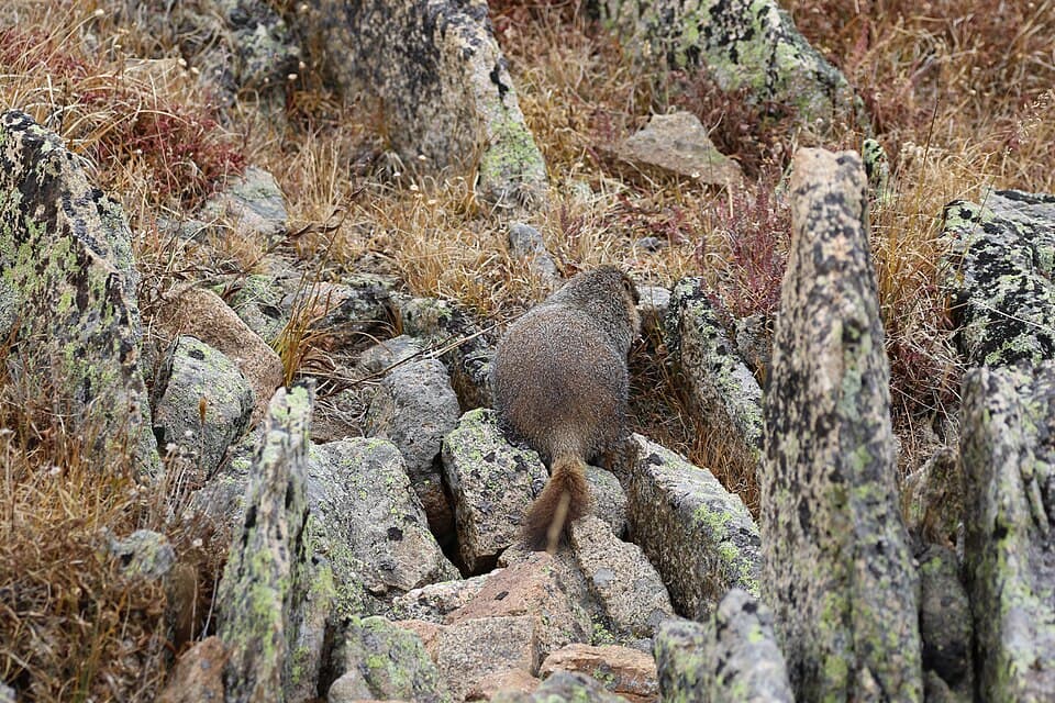 Marmota flaviventris (29820258141).jpg