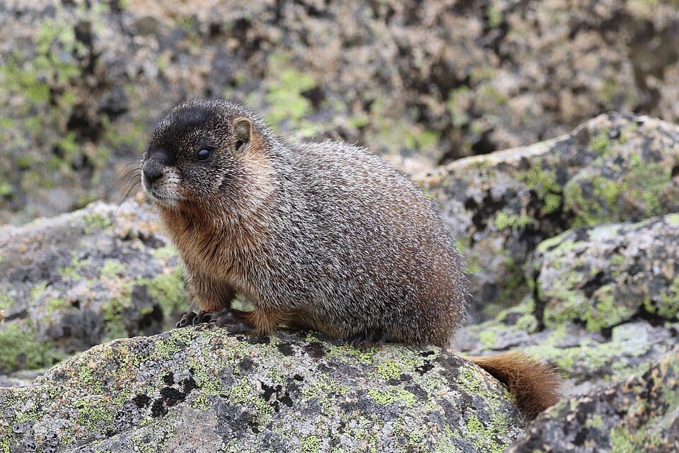 Marmota flaviventris (29270132254).jpg