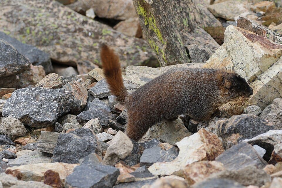 Marmota flaviventris (29813947441).jpg