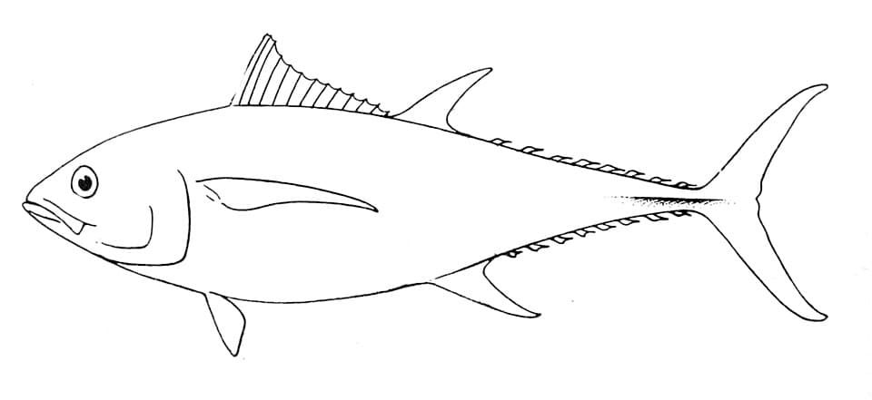 A photo of Yellowfin Tuna (Thunnus albacares)