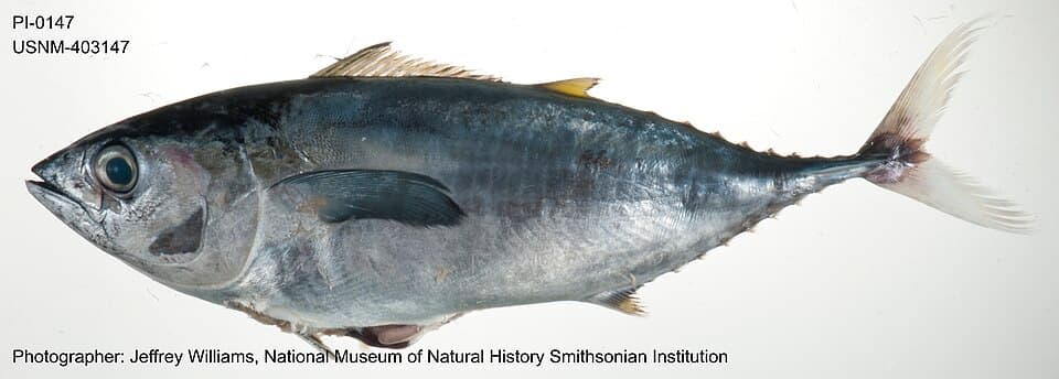 Thunnus albacares juvenile (USNM-403147).jpg