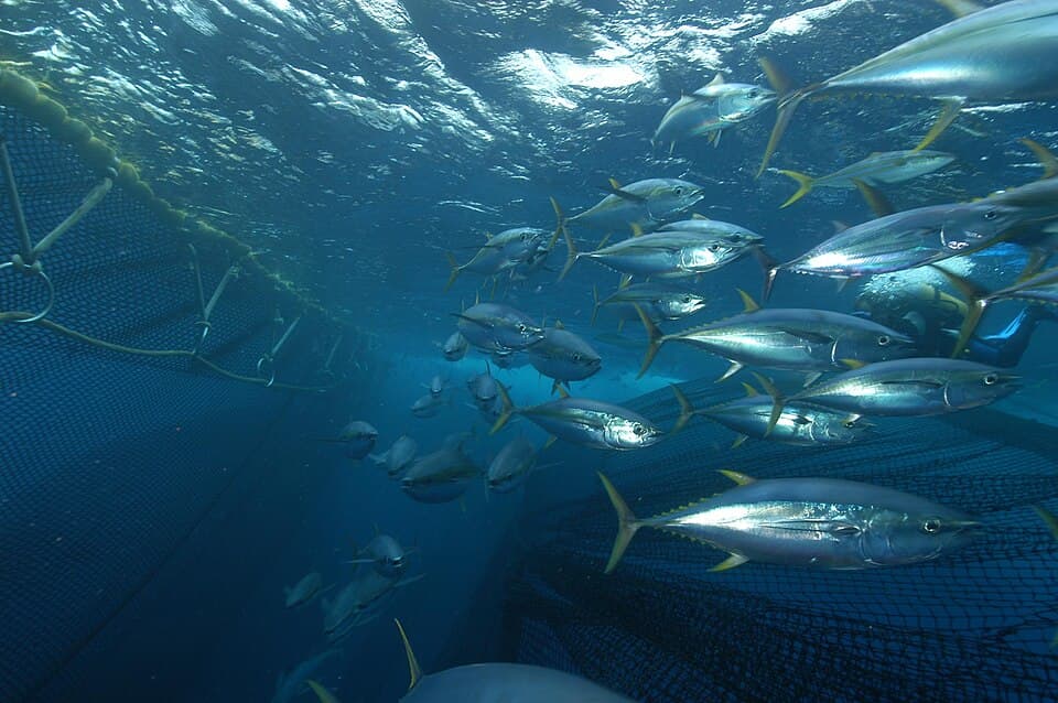 Banc de thons albacores (Thunnus albacares) (Ifremer 00568-68027 - 25201).jpg