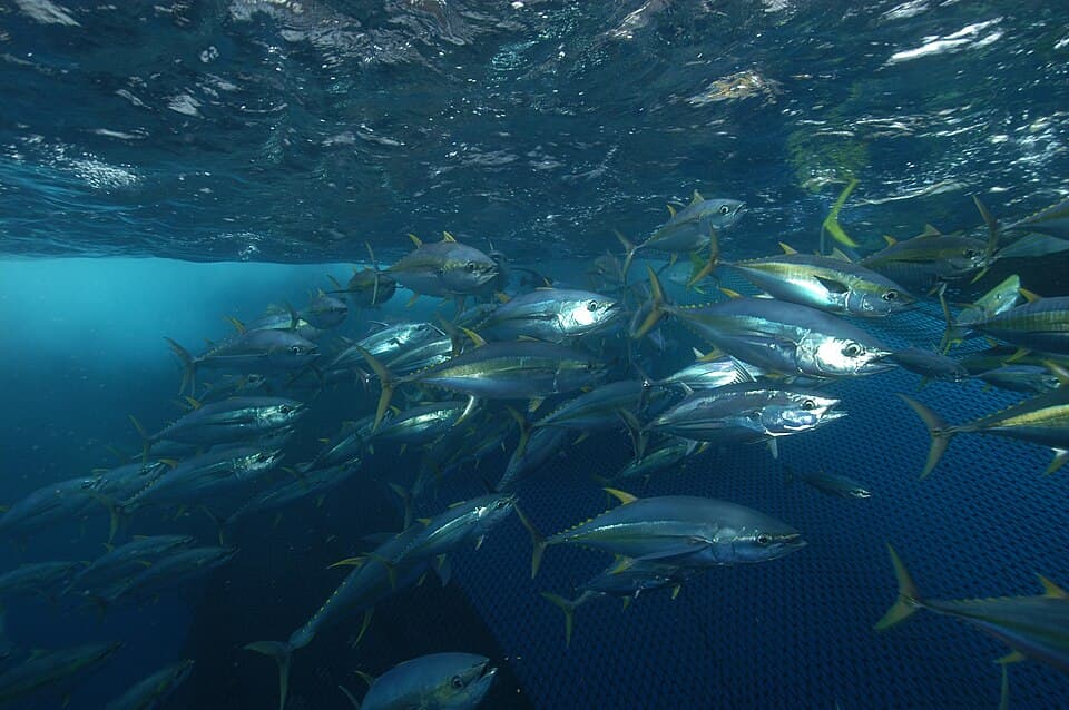 Banc de thons albacores (Thunnus albacares) (Ifremer 00568-68027 - 25197).jpg