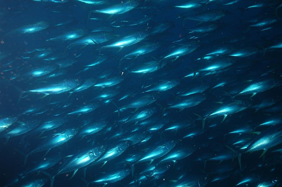Banc de thons albacores (Thunnus albacares) (Ifremer 00568-68027 - 25181).jpg
