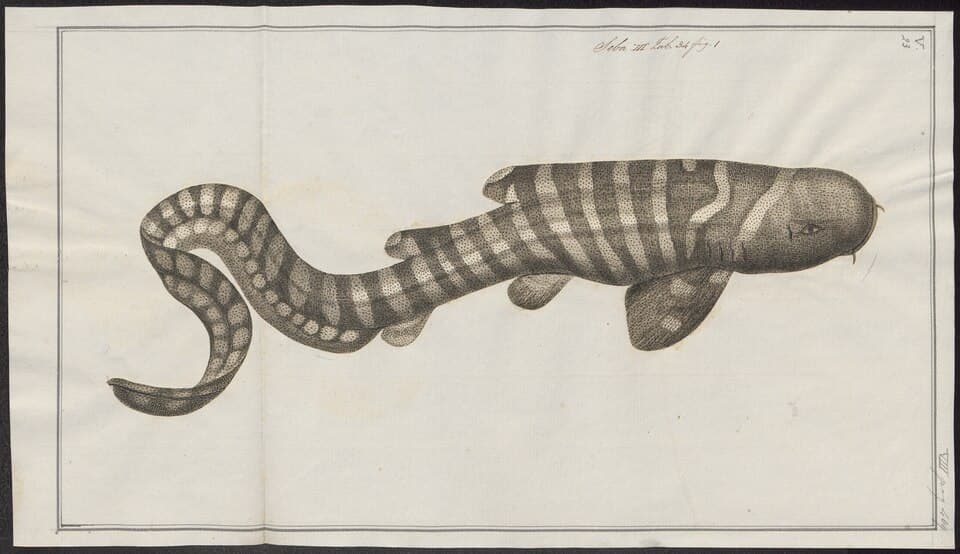 Stegostoma tigrinum - 1700-1880 - Print - Iconographia Zoologica - Special Collections University of Amsterdam - UBA01 IZ14100121.tif