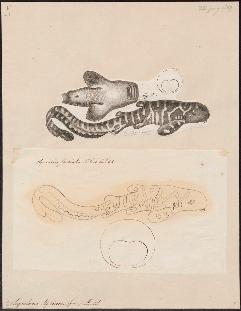 Stegostoma tigrinum - 1700-1880 - Print - Iconographia Zoologica - Special Collections University of Amsterdam - UBA01 IZ14100123.tif