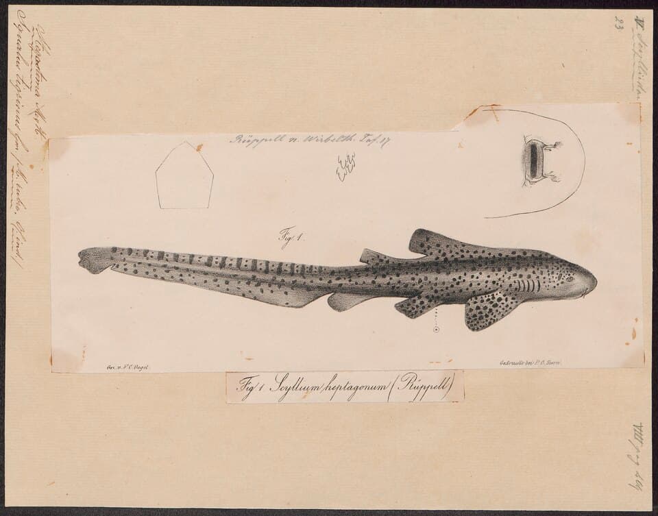 Stegostoma tigrinum - 1700-1880 - Print - Iconographia Zoologica - Special Collections University of Amsterdam - UBA01 IZ14100125.tif